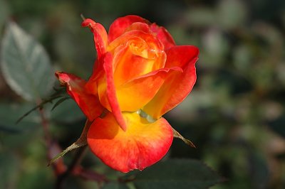 Rosa