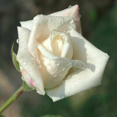 Rosa bianca
