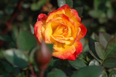 Rosa