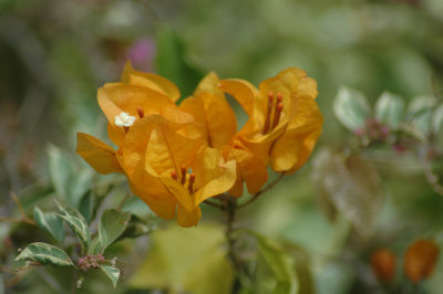 Bouganville arancioni