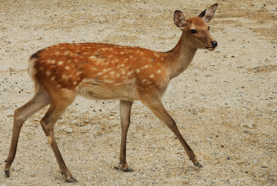 Japanese deer 1