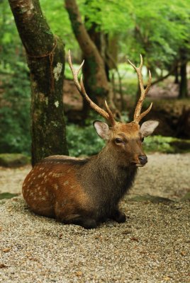 Japanese deer 3