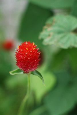 Tiny beauty