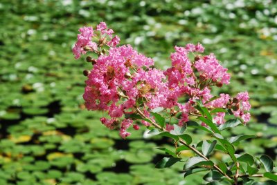 Fiori sul lago