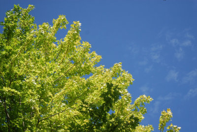 Green and blue