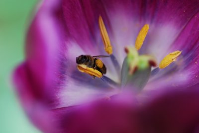 Tulipano