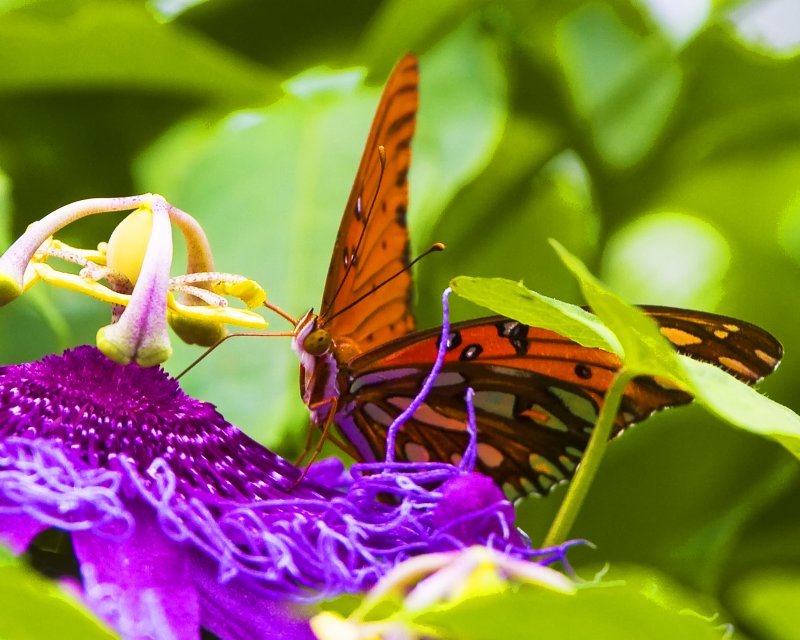 Gulf Fritillary