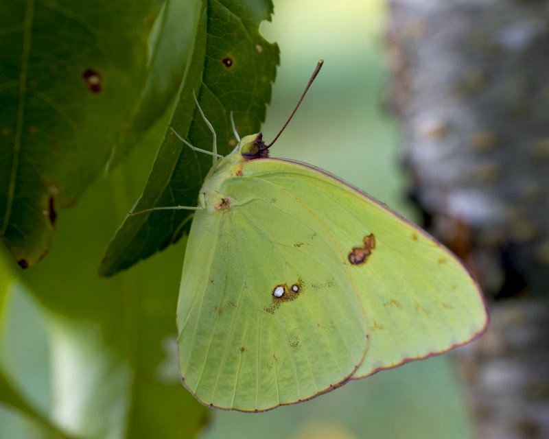 Common Sulfur