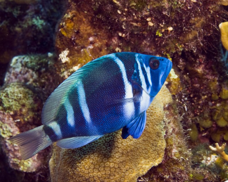 Indigo Hamlet  IMG_5451.jpg