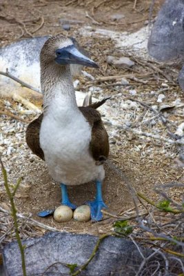 Blue-footed Booby007.JPG