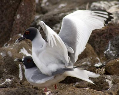 Mating Swallow Tailed Gulls.JPG