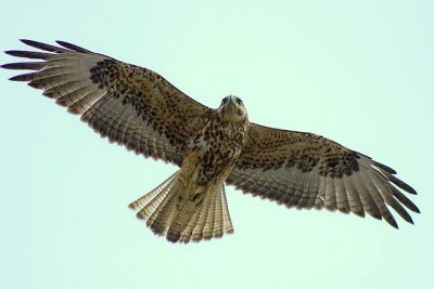 Galapagos hawk flight007.JPG