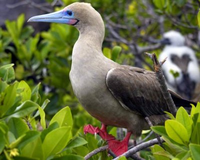 Red Footed Booby007.JPG