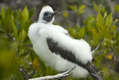 Red Footed Booby chick007.JPG