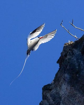 Red-Billed Tropicbird007_1.JPG