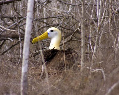 Waved Albatross007.JPG