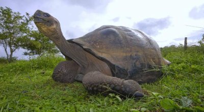 Galapagos Reptiles and other Critters