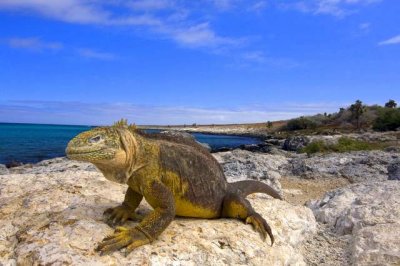 Land Iguana male007.JPG