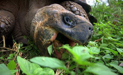 Giant Tortoise feeding