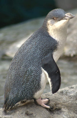 Blue Pinguin
