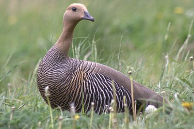 Upland goose - female