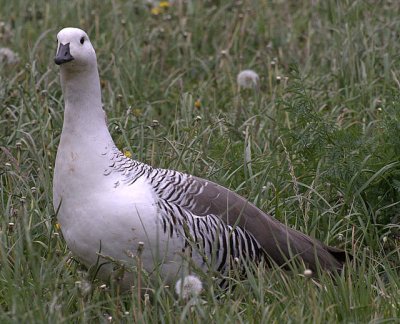 Upland goose - male