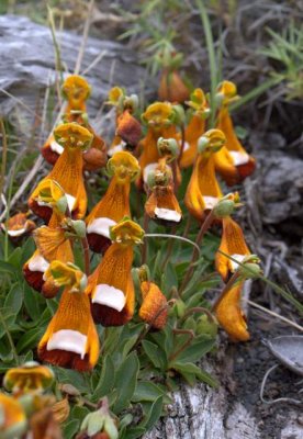 Torres del Paine  wildflowers