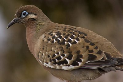 Galapagos  Dove .jpg