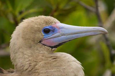 Red-Footed Booby