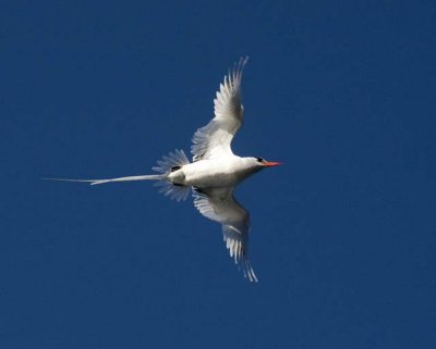 Red billed tropicbird .007.jpg