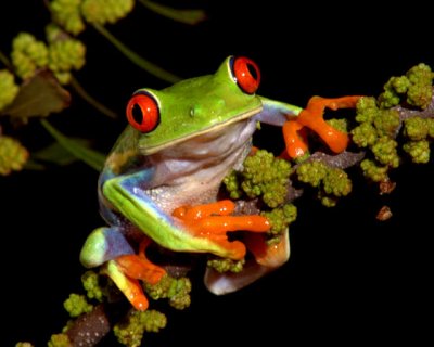 Gaudy Leaf Frog