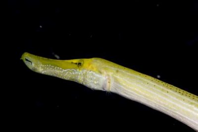 Trumpetfish.007.JPG007.JPG