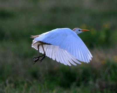 Cattle Egret