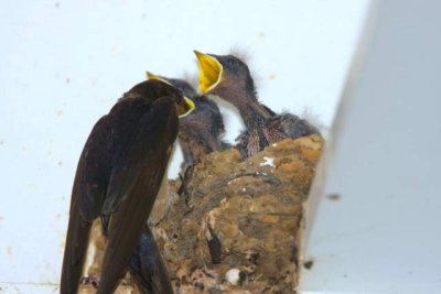 barn swallow feeding time