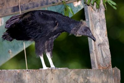 Turkey Buzzard Immature