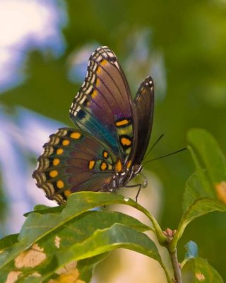 Red Spotted Purple