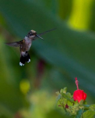 Hummer