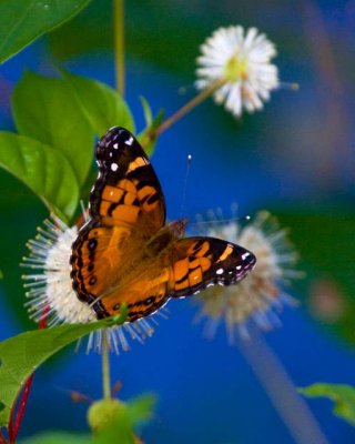 Painted lady