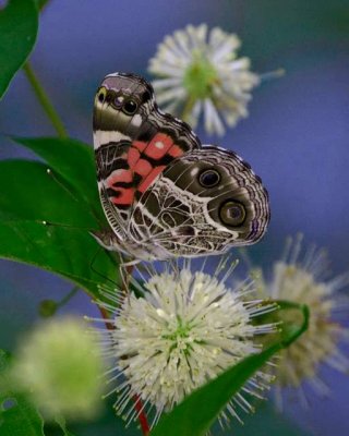 Painted lady