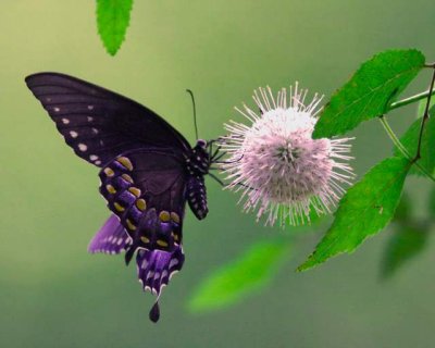 Spicebush Swallowtail