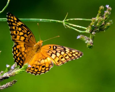 Variegated Fritillary
