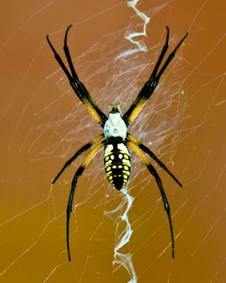 Garden Spider