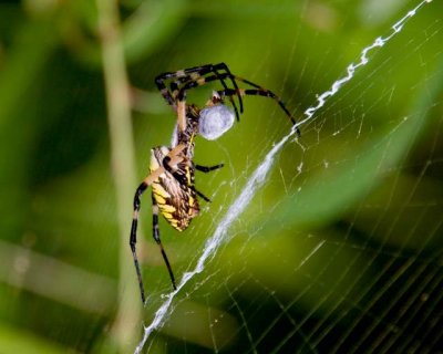 garden spider future meal