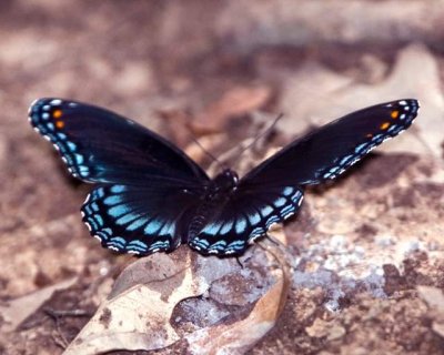 Red Spotted Purple