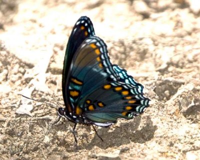 Red Spotted Purple