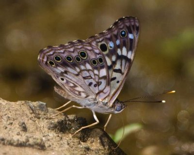 Appalachian Brown