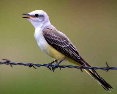 Scissor-tailed Flycatcher