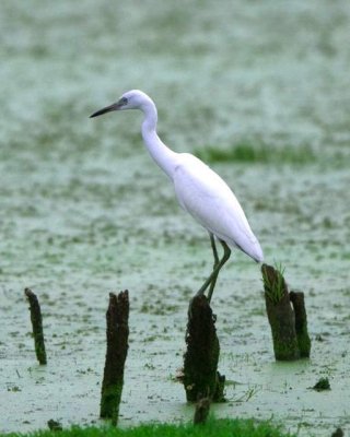 Great White Heron