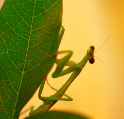 Praying Mantis