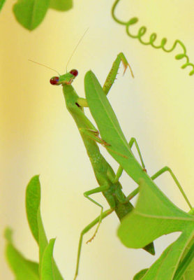 Praying Mantis